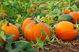 Pumpkin-Patch-.jpg